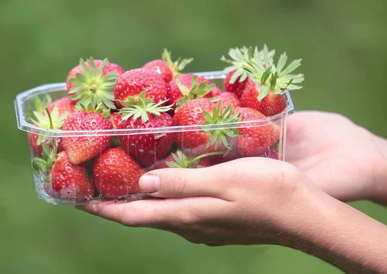 Strawberry season in hof sebbel