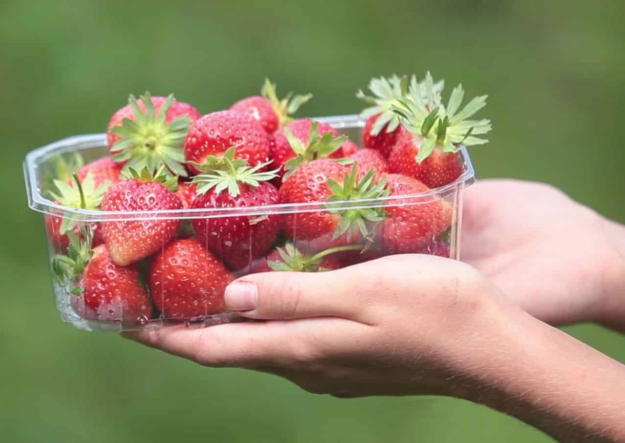 Selberpflücken auf dem Sebbel Hof